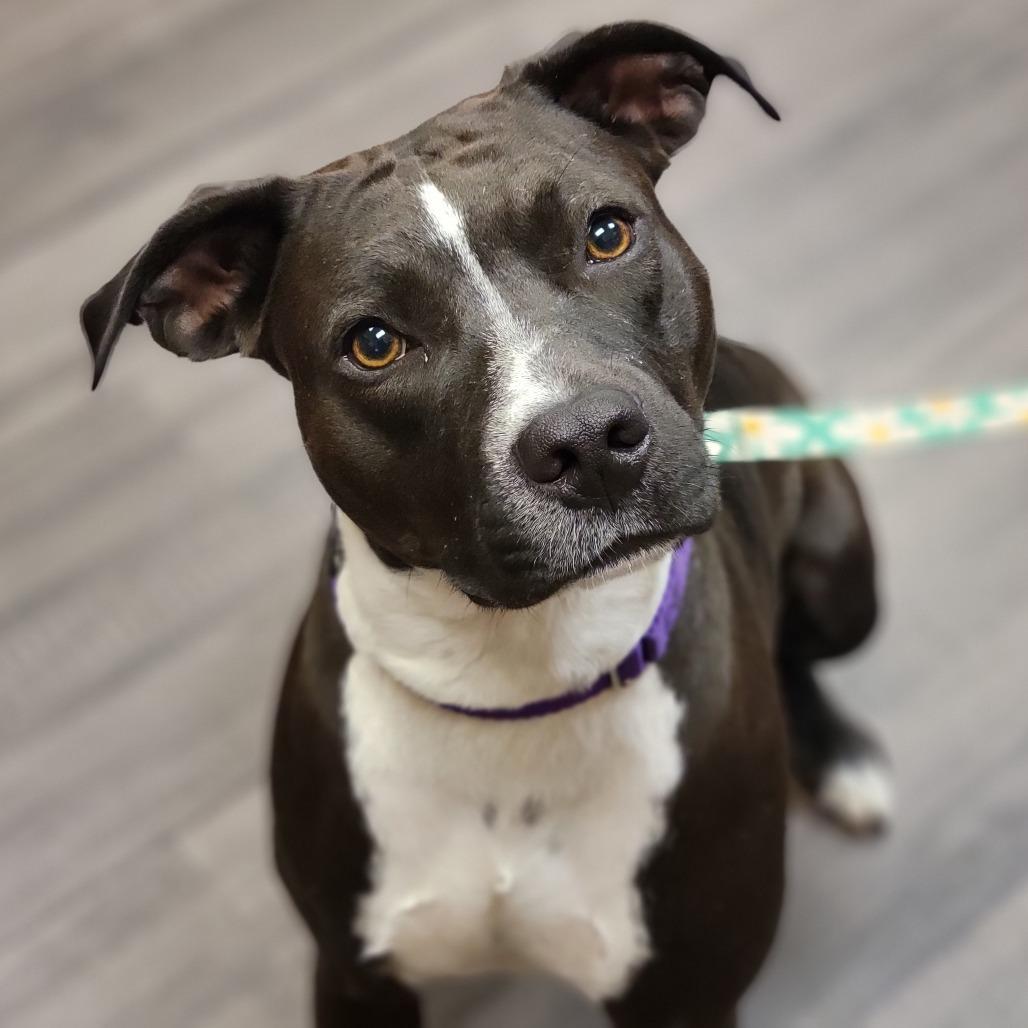 Enlarge Mollie, a Adoptable Mixed Breed in Sarasota, FL image 6/6