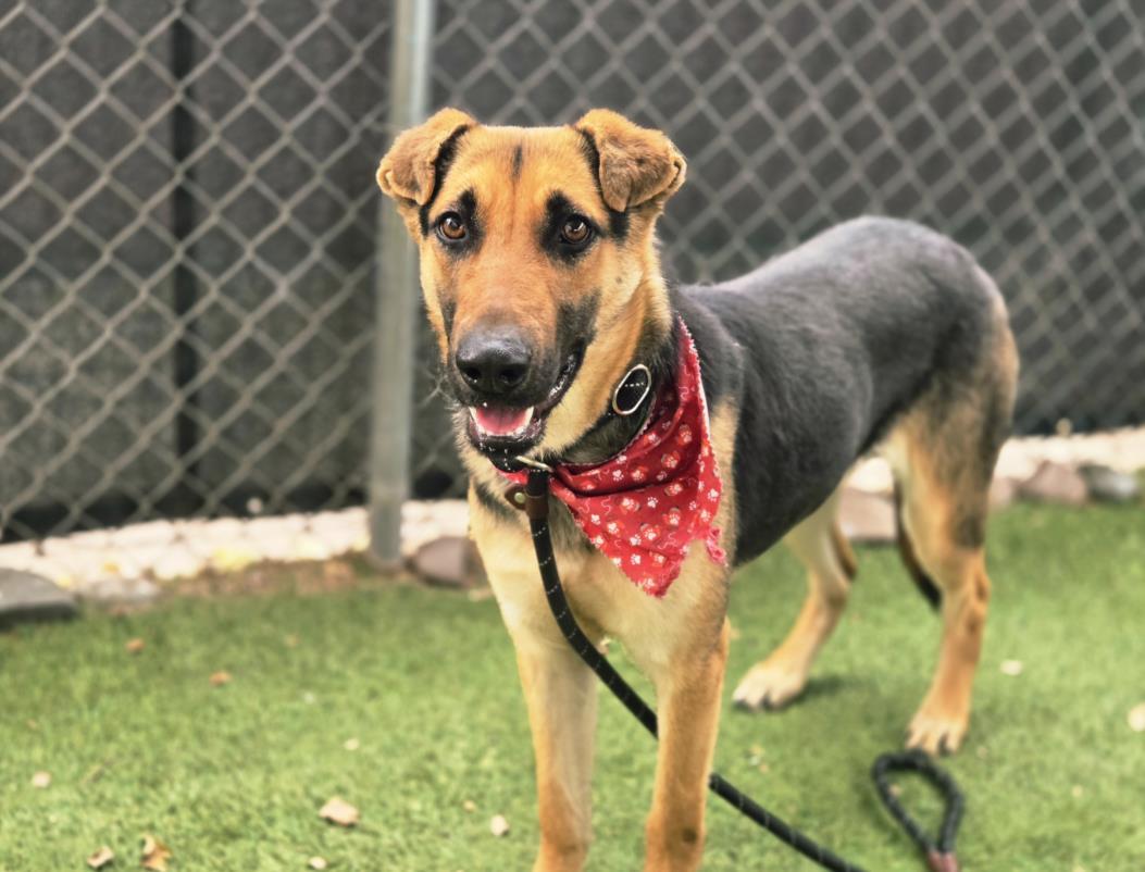 MARY POPPINS, Adoptable, Young Female German Shepherd Dog.