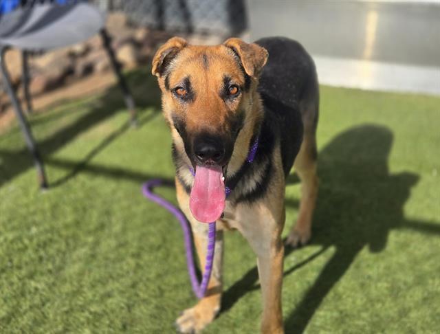 MARY POPPINS, Adoptable, Young Female German Shepherd Dog.