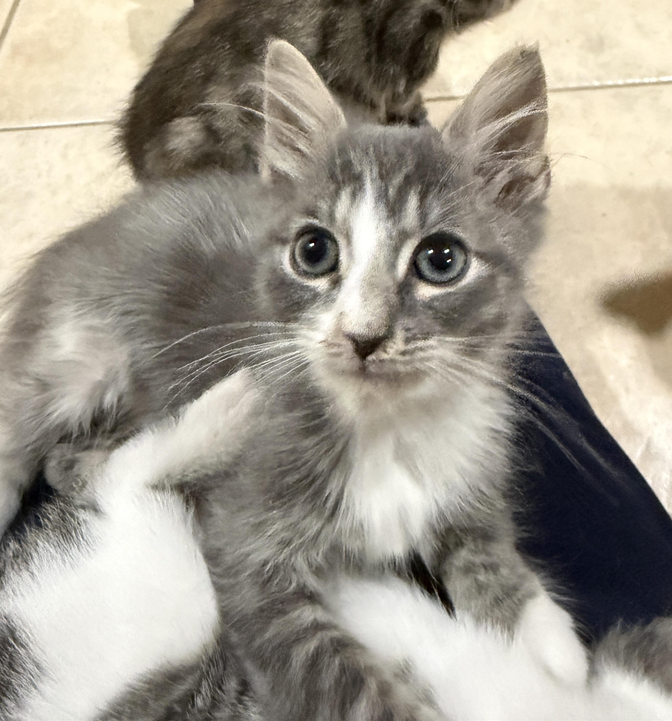 Asher, ADOPTABLE, Kitten Male Domestic Long Hair.