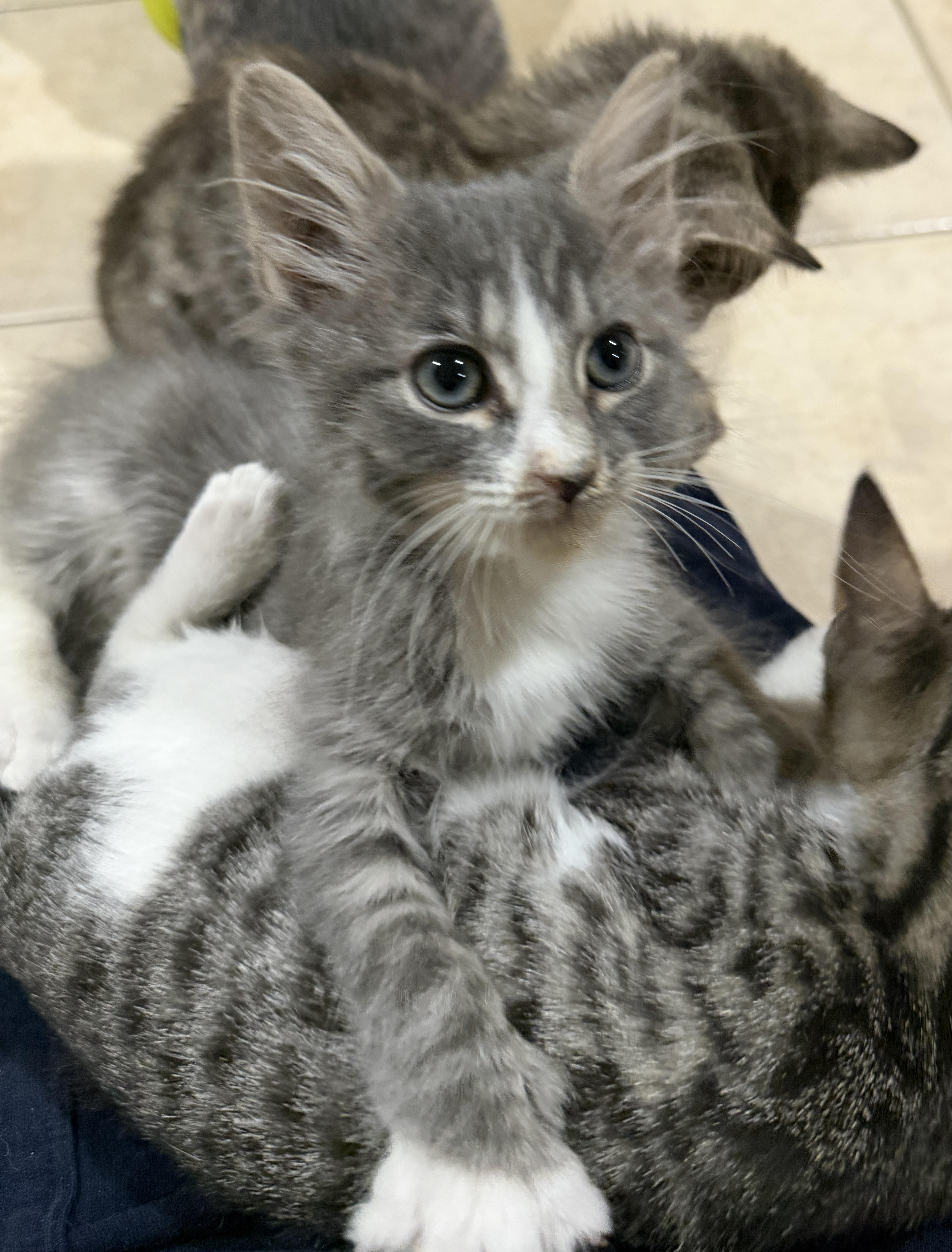 Enlarge Asher, a ADOPTABLE Domestic Long Hair in East Hanover, NJ image 2/2