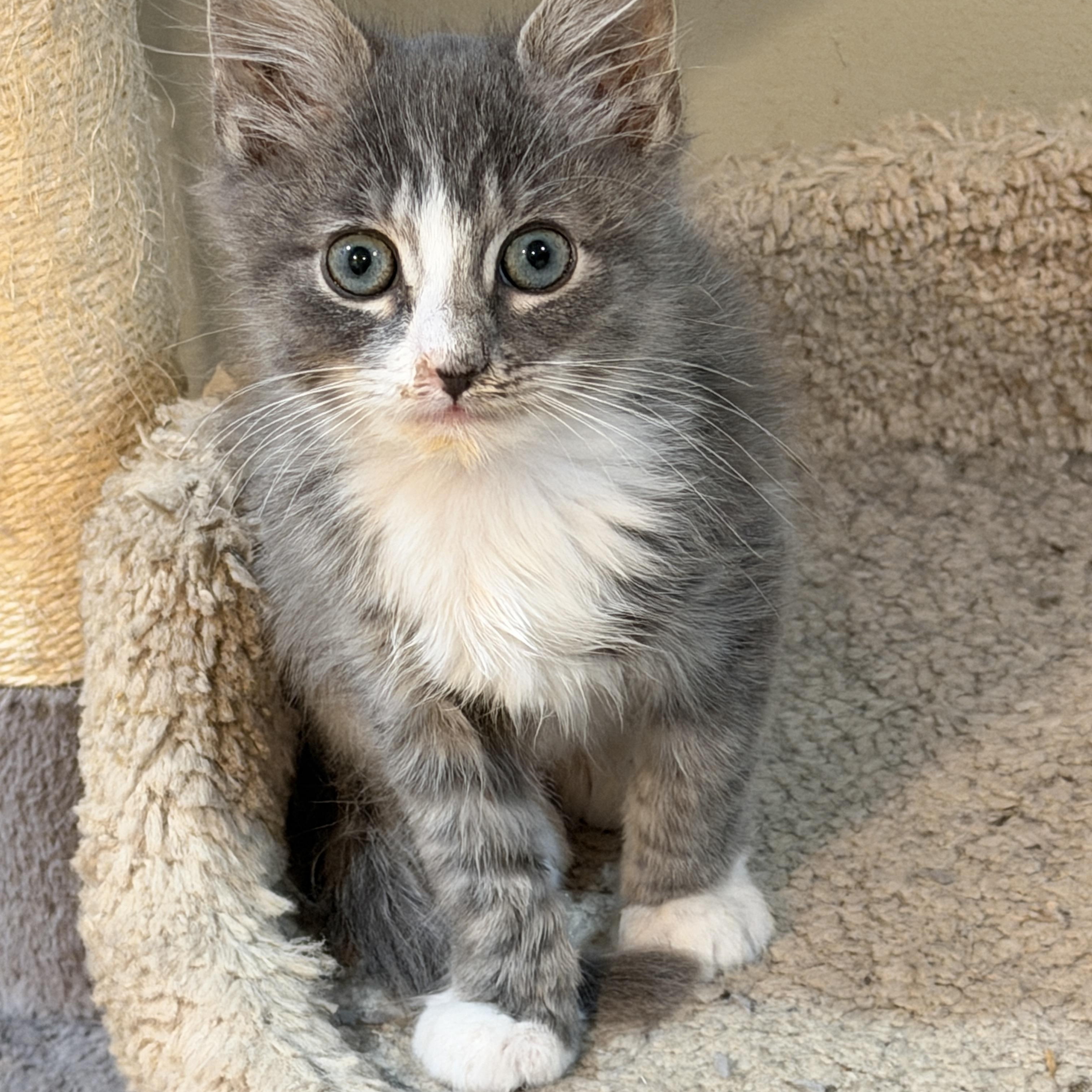 Asher, ADOPTABLE, Kitten Male Domestic Long Hair.
