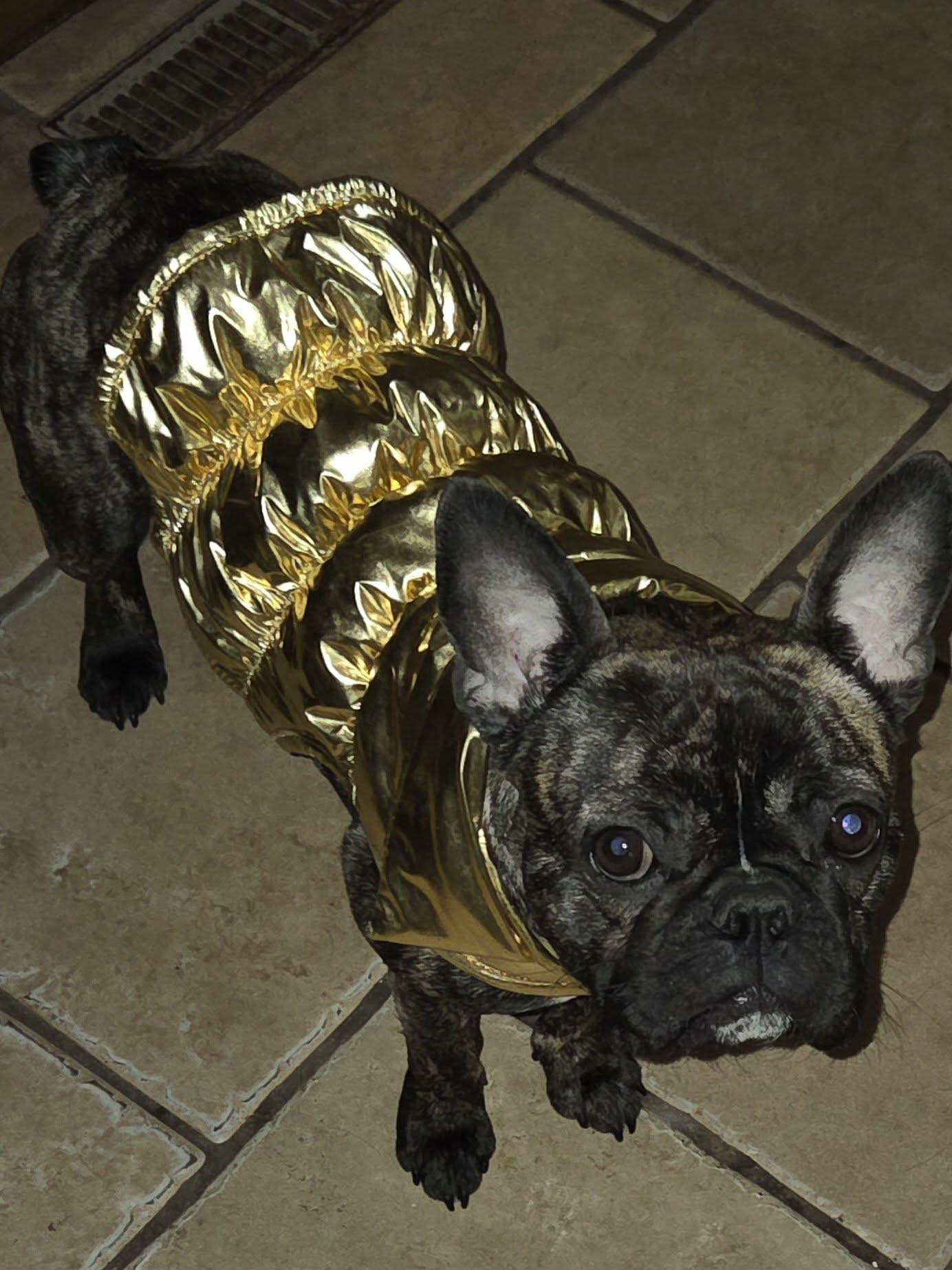 Kira, ADOPTABLE, Adult Female French Bulldog & Boston Terrier.