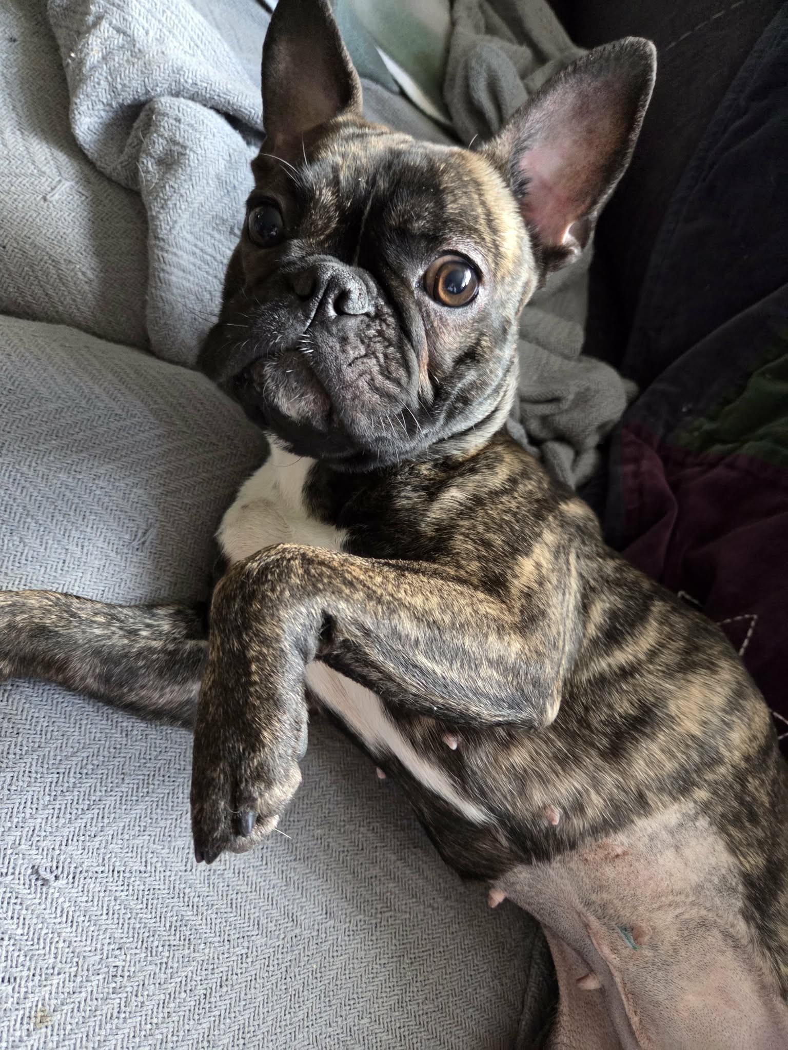 Kira, a ADOPTABLE mixed breed in Clay, NY image 2/2