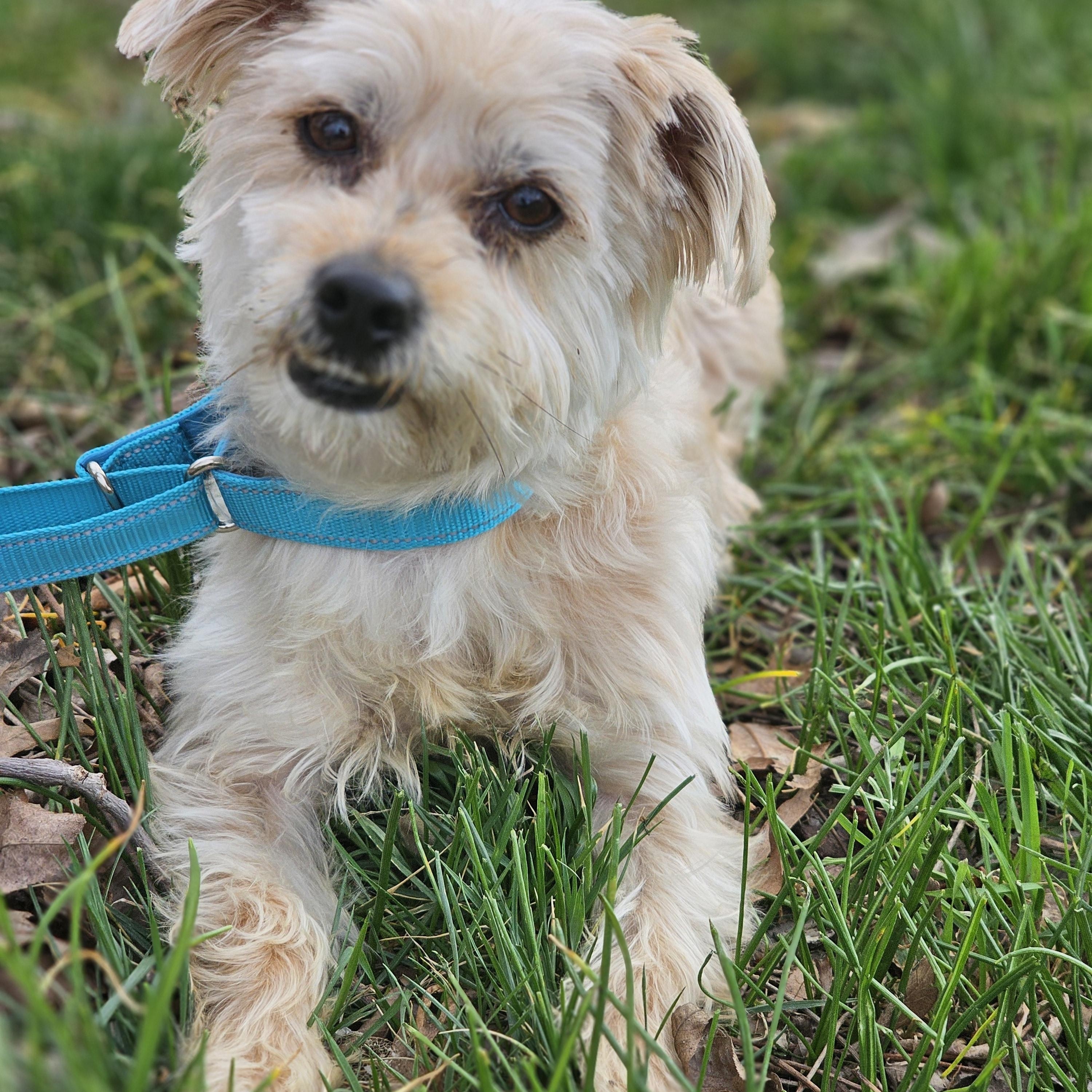 Enlarge Joker, an adopted Yorkshire Terrier in O Fallon, IL image 6/6