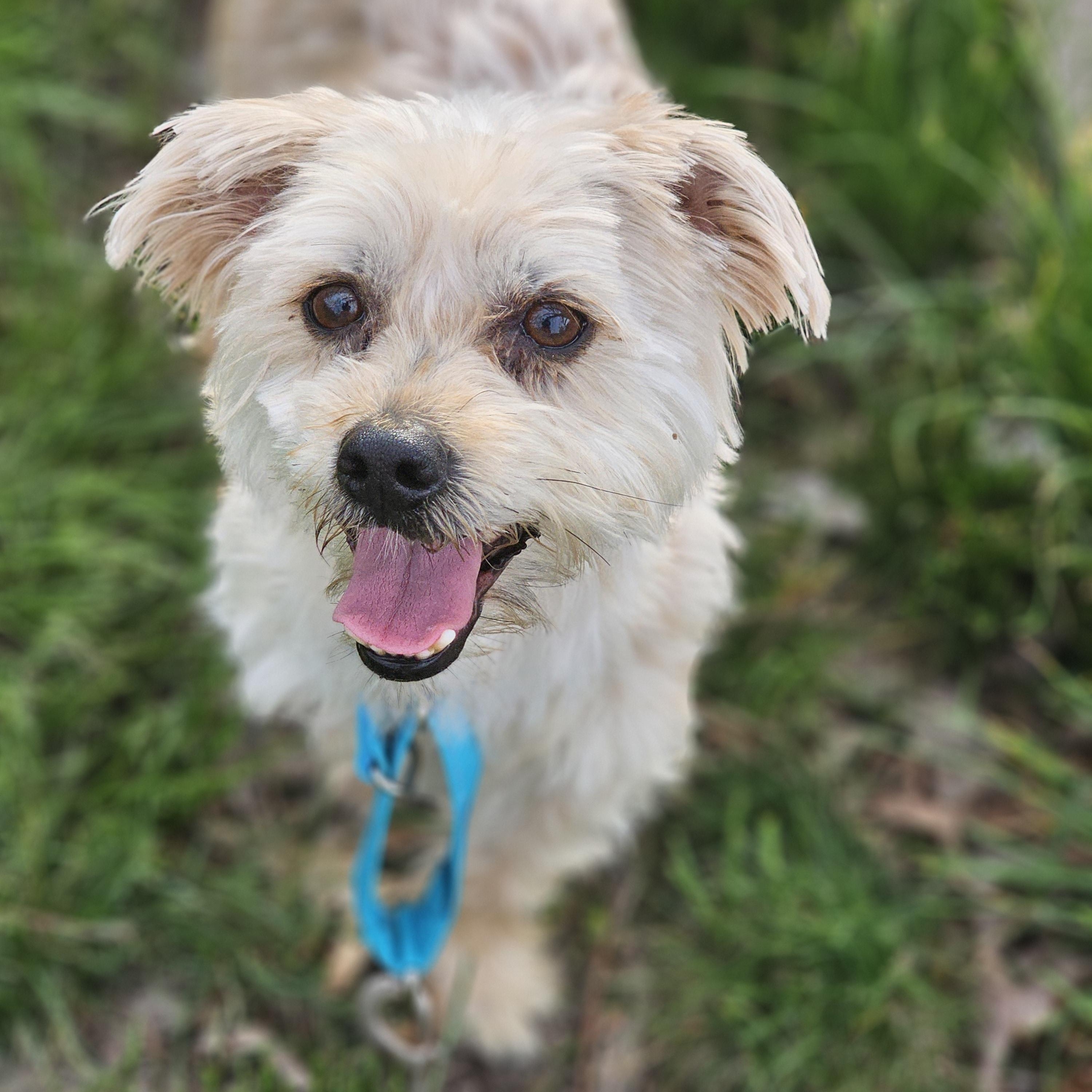 Enlarge Joker, an adopted Yorkshire Terrier in O Fallon, IL image 5/6