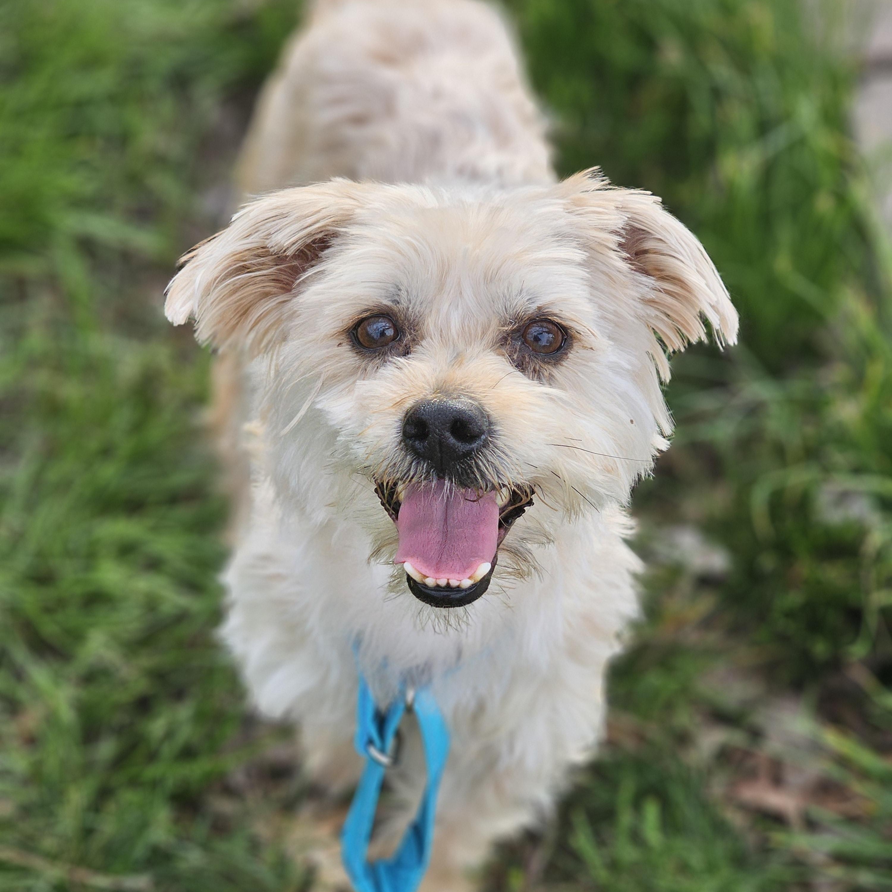 Enlarge Joker, an adopted Yorkshire Terrier in O Fallon, IL image 4/6