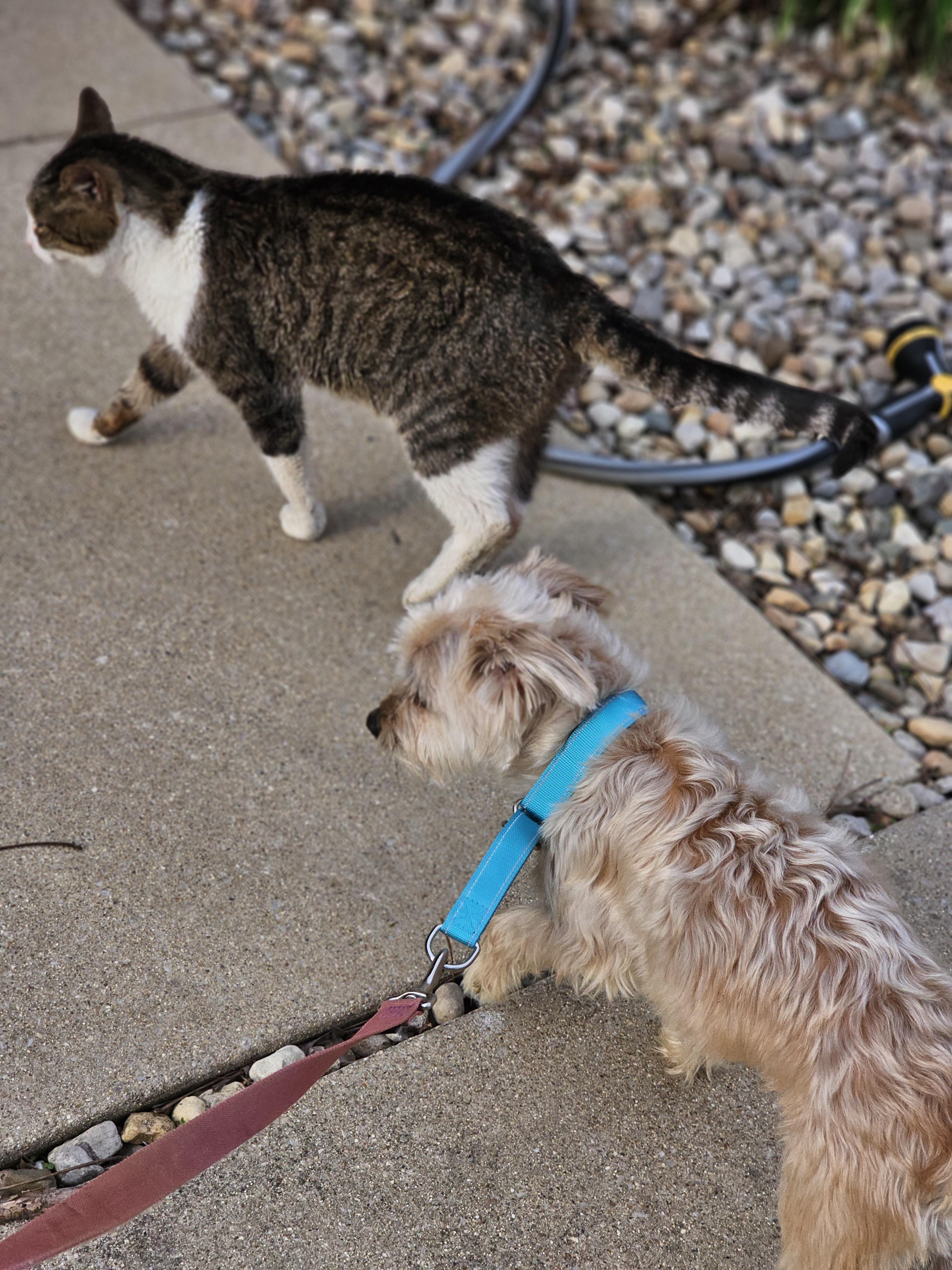 Enlarge Joker, an adopted Yorkshire Terrier in O Fallon, IL image 2/6