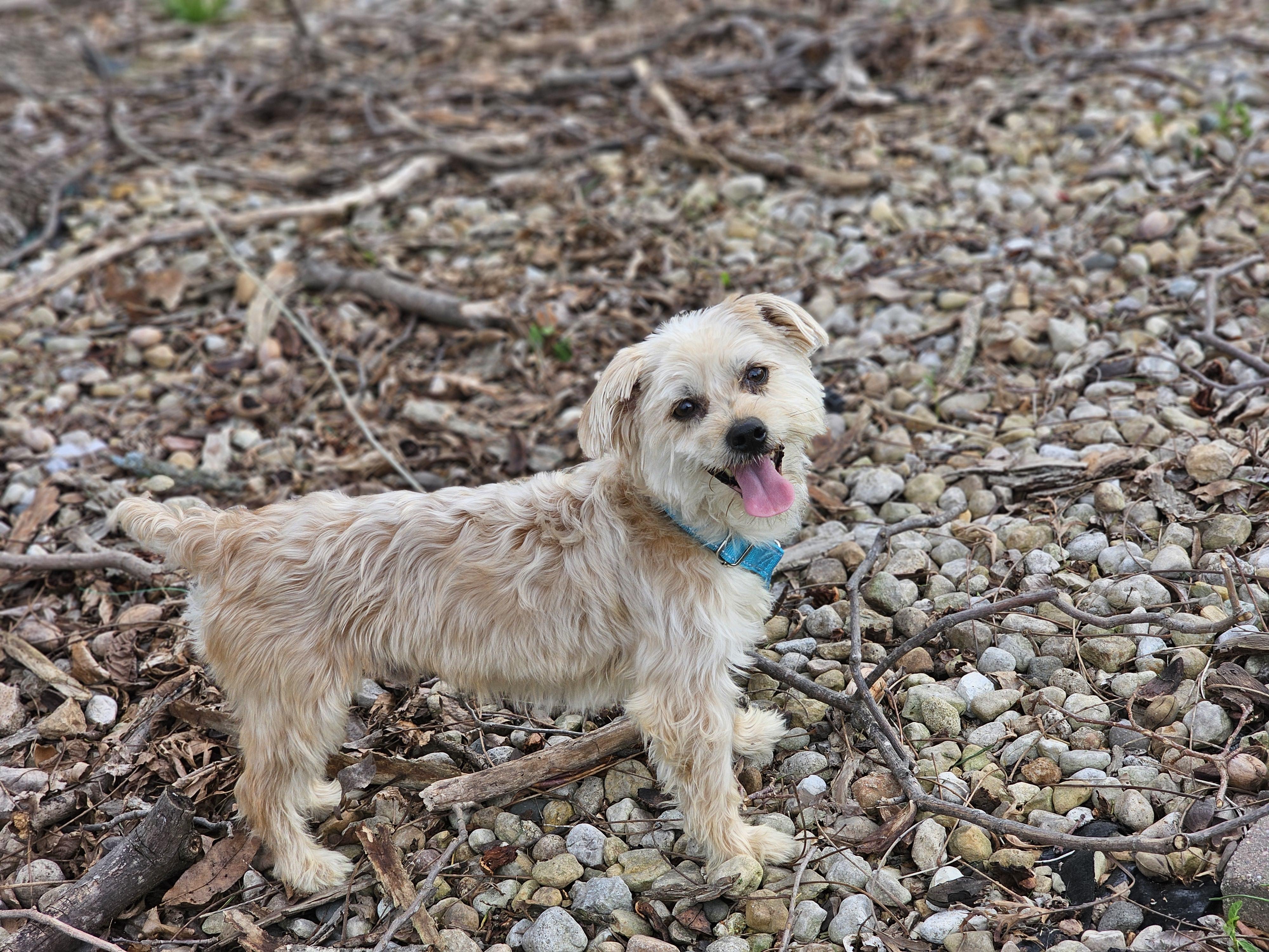 Enlarge Joker, an adopted Yorkshire Terrier in O Fallon, IL image 3/6