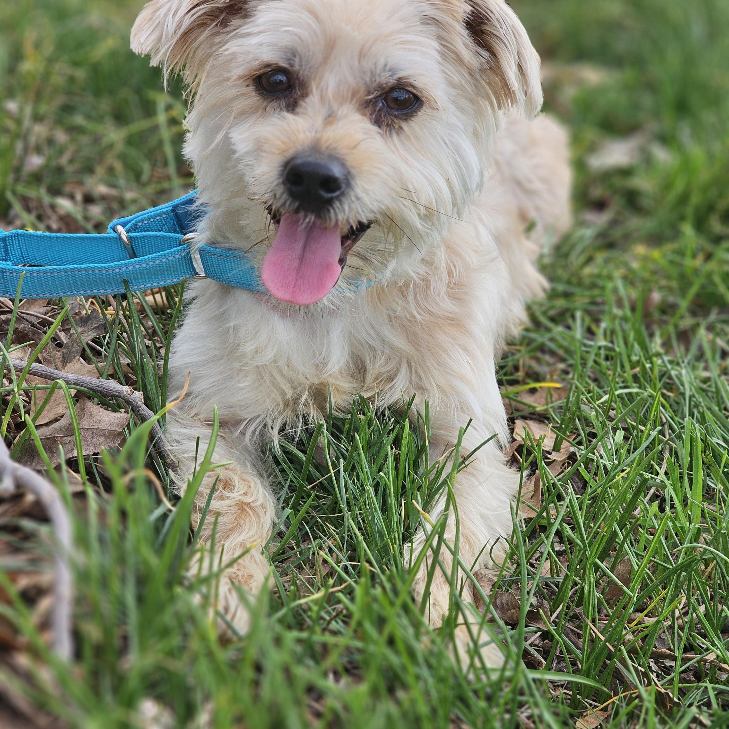 Enlarge Joker, an adopted Yorkshire Terrier in O Fallon, IL image 1/6