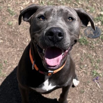 Enlarge Smokey, a Adoptable mixed breed in The Colony, TX image 6/6