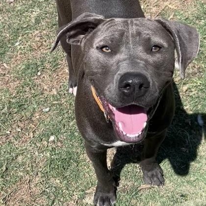 Enlarge Smokey, a Adoptable mixed breed in The Colony, TX image 2/6