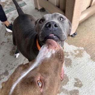 Enlarge Smokey, a Adoptable mixed breed in The Colony, TX image 4/6