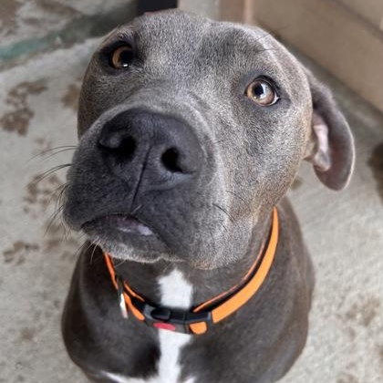 Smokey, Adoptable, Young Male Pit Bull Terrier.