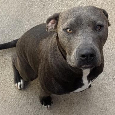 Enlarge Smokey, a Adoptable mixed breed in The Colony, TX image 3/6