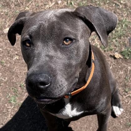 Enlarge Smokey, a Adoptable mixed breed in The Colony, TX image 5/6