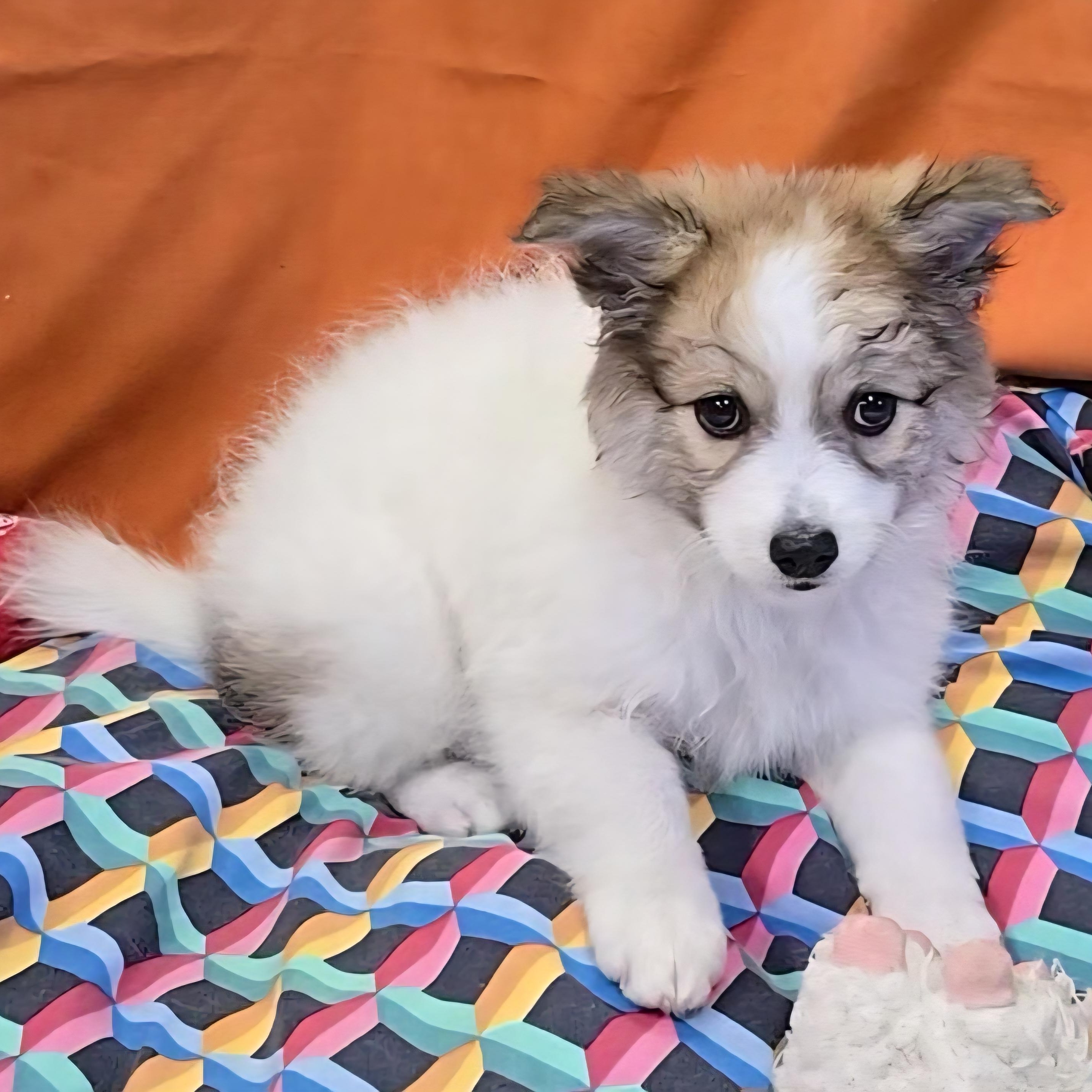 Kari, an adoptable Spitz in LaGrange, IN, 46761 | Photo Image 3