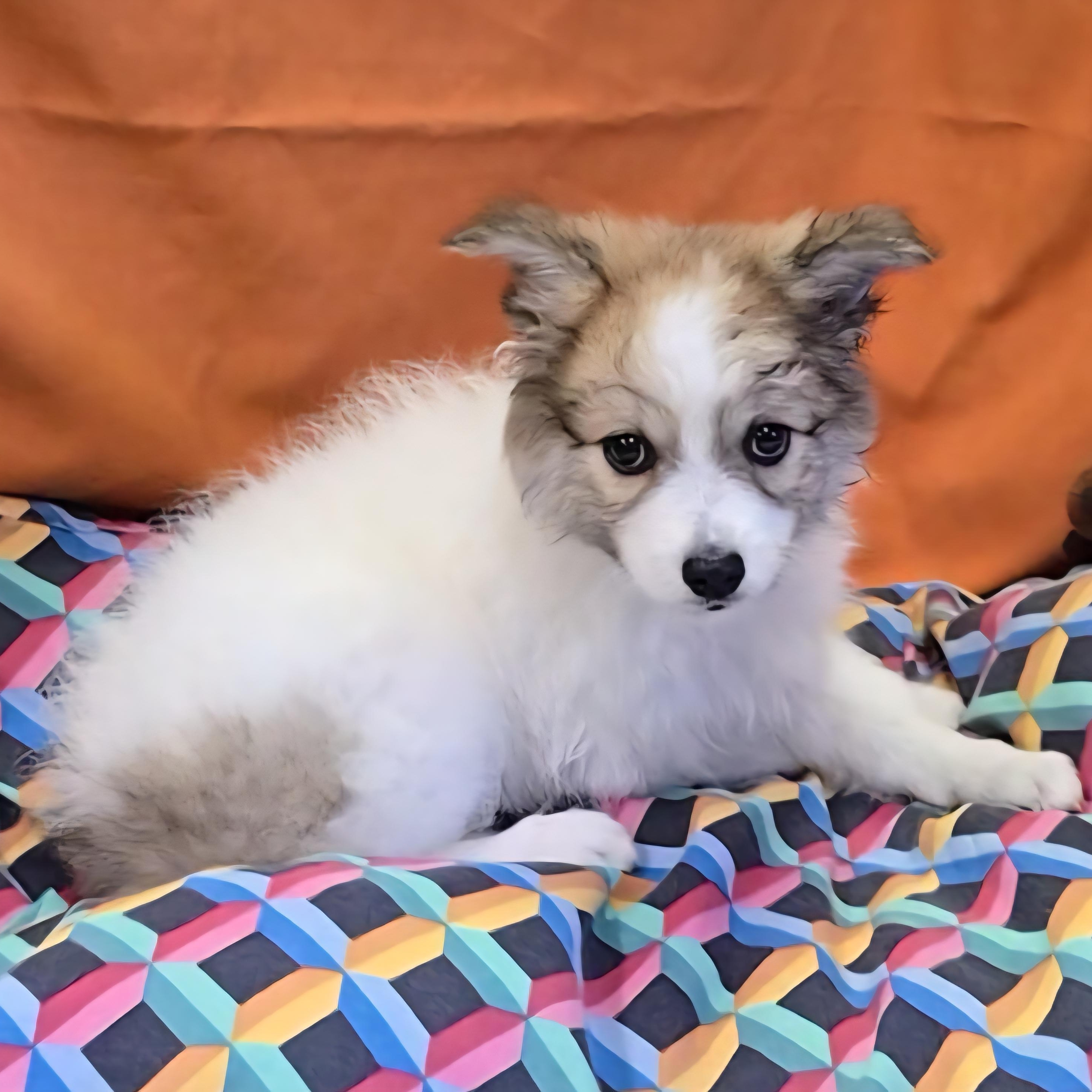 Kari, an adoptable Spitz in LaGrange, IN, 46761 | Photo Image 5