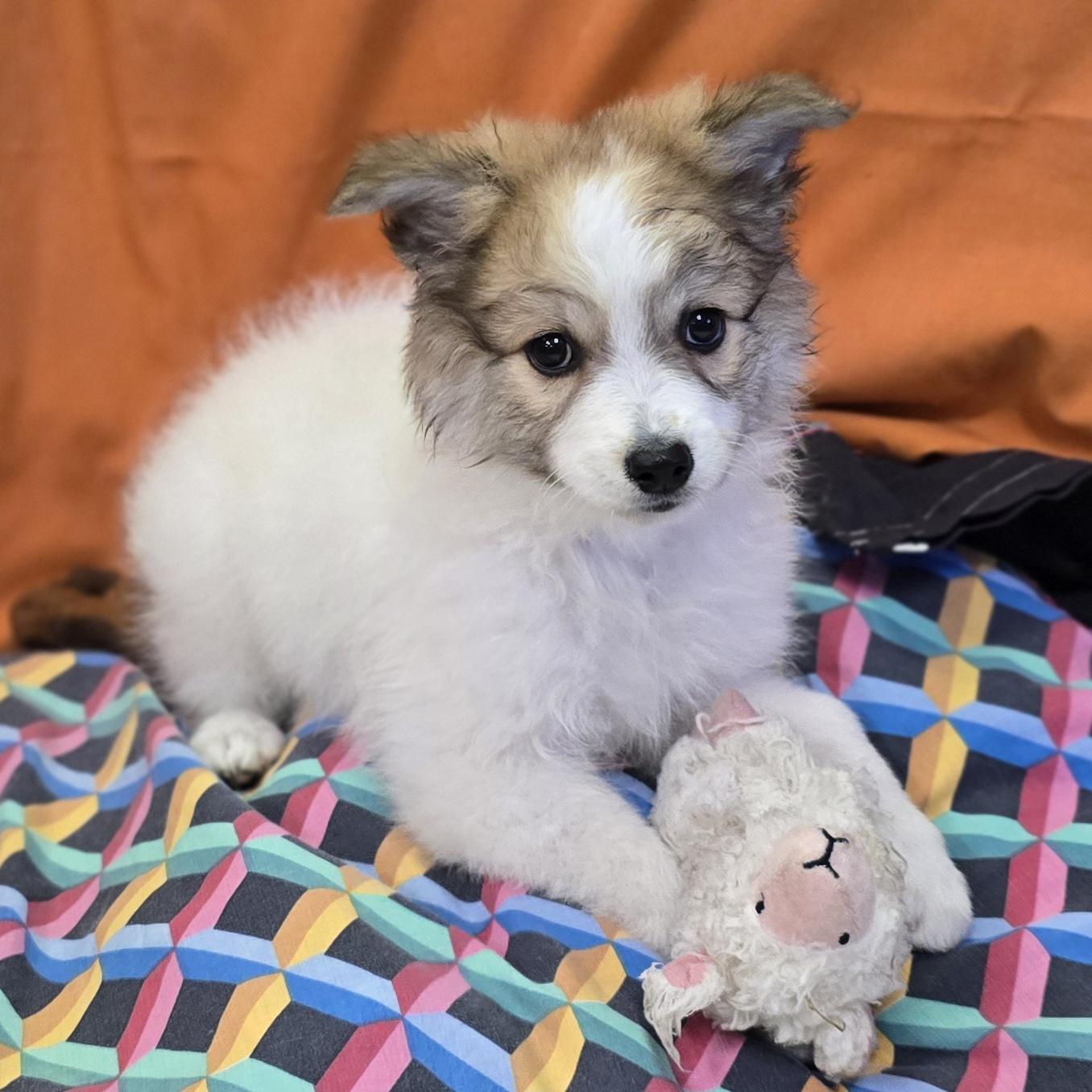 Kari, an adoptable Spitz in LaGrange, IN, 46761 | Photo Image 4