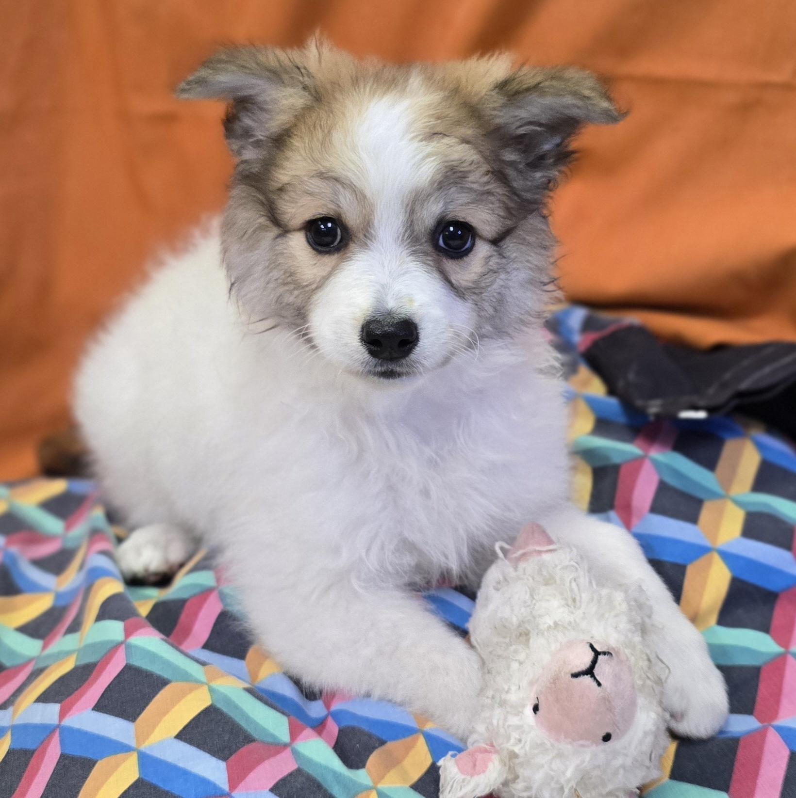 Kari, an adoptable Spitz in LaGrange, IN, 46761 | Photo Image 2