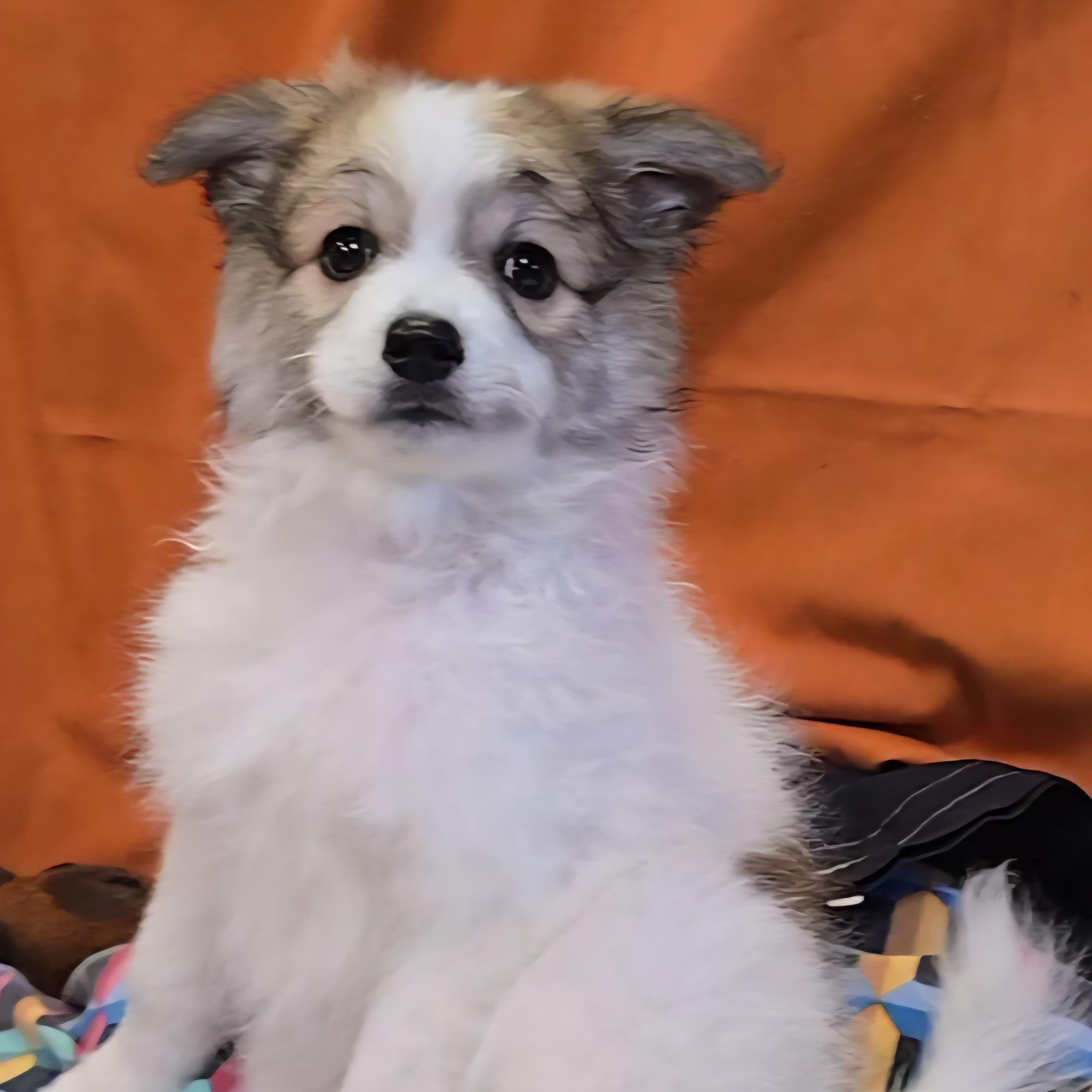 Kari, an adoptable Spitz in LaGrange, IN, 46761 | Photo Image 1