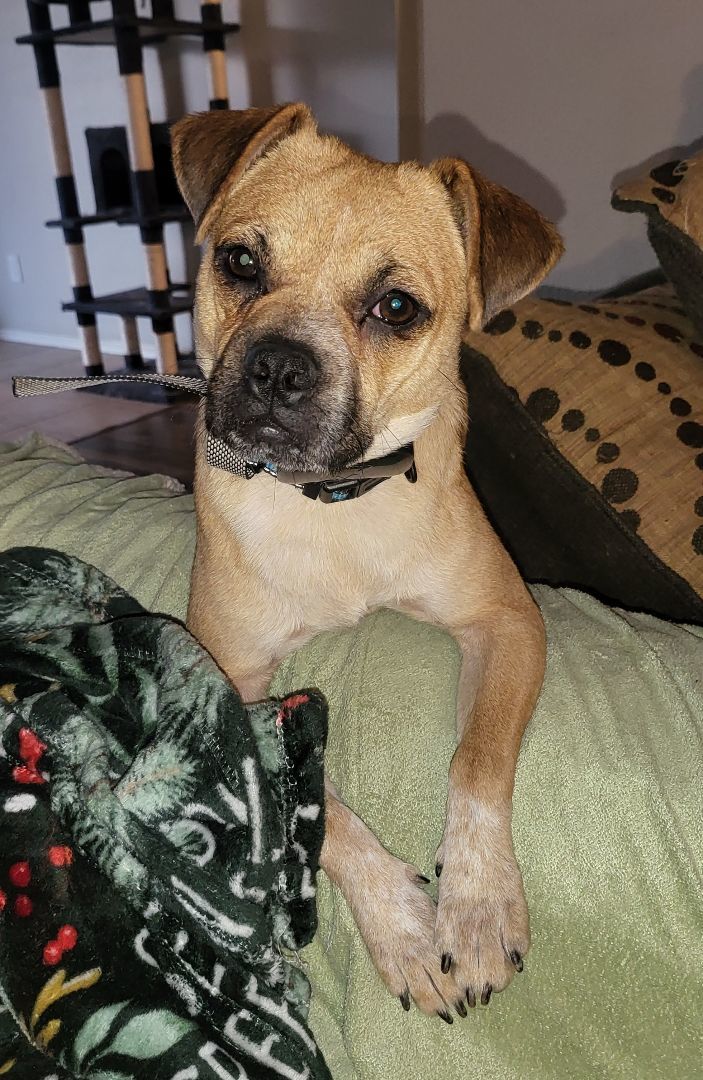 Freeway " Pug Mix Male Tons of Fun!", a Adoptable mixed breed in Flower Mound, TX image 5/6