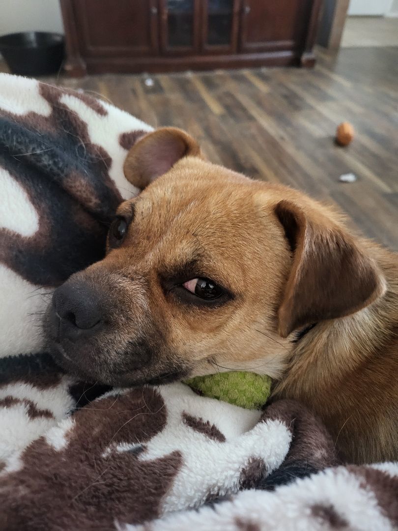 Freeway " Pug Mix Male Tons of Fun!", a Adoptable mixed breed in Flower Mound, TX image 6/6