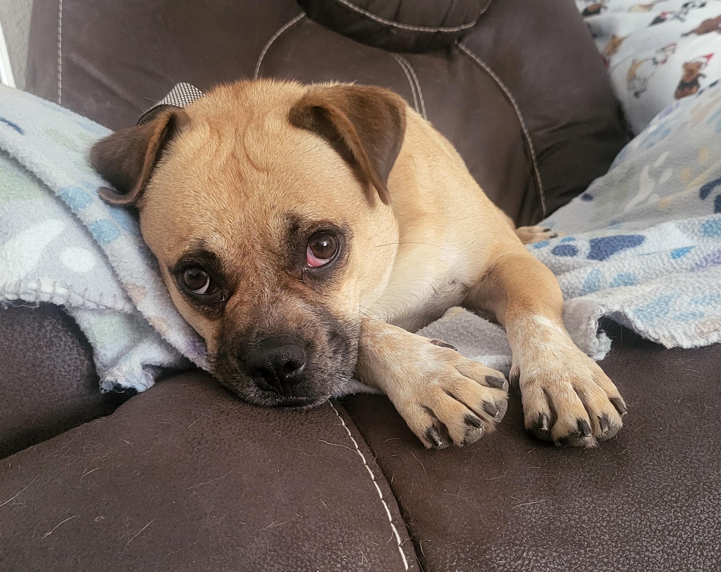 Freeway " Pug Mix Male Tons of Fun!", a Adoptable mixed breed in Flower Mound, TX image 1/6