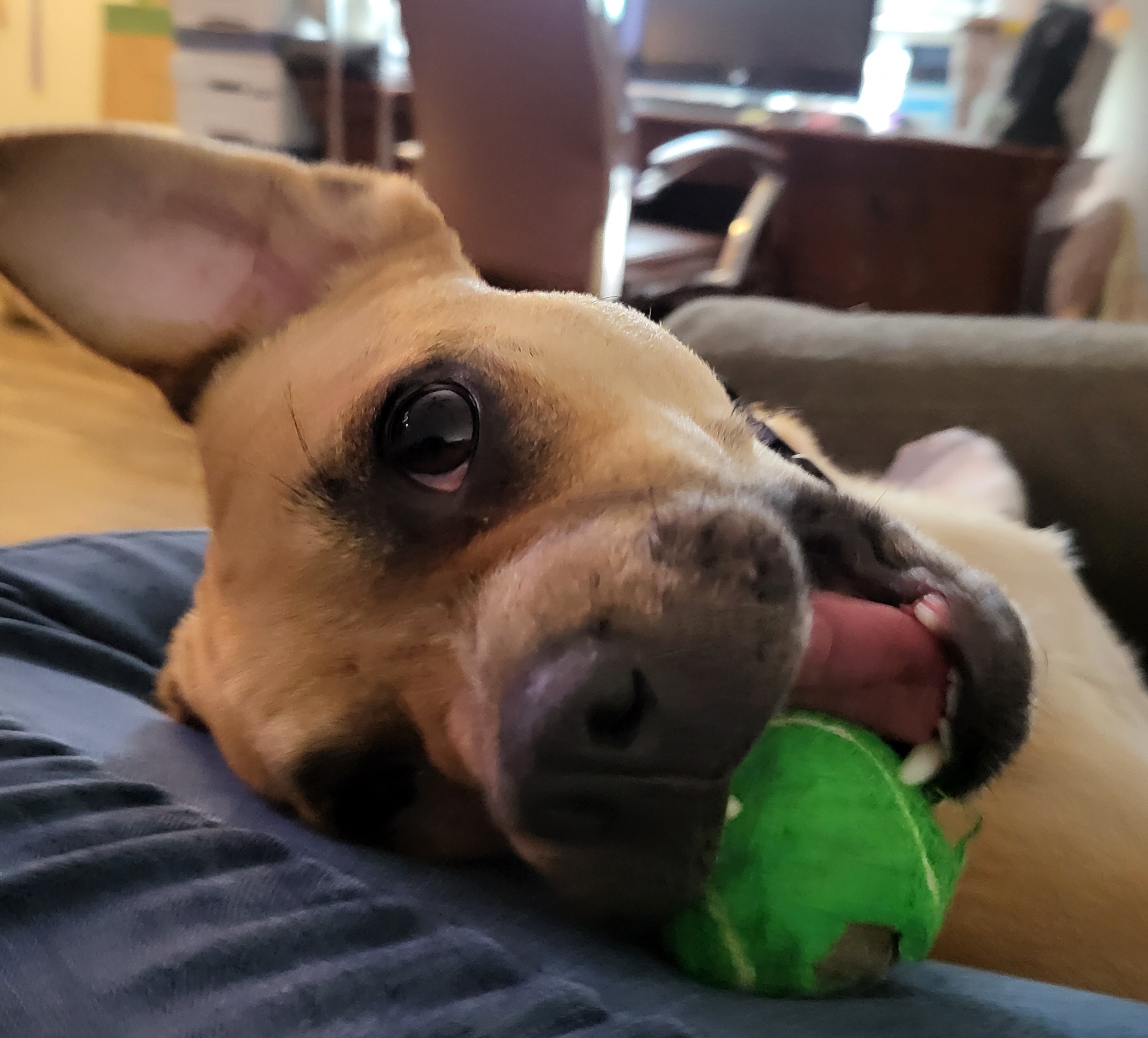 Freeway " Pug Mix Male Tons of Fun!", a Adoptable mixed breed in Flower Mound, TX image 3/6