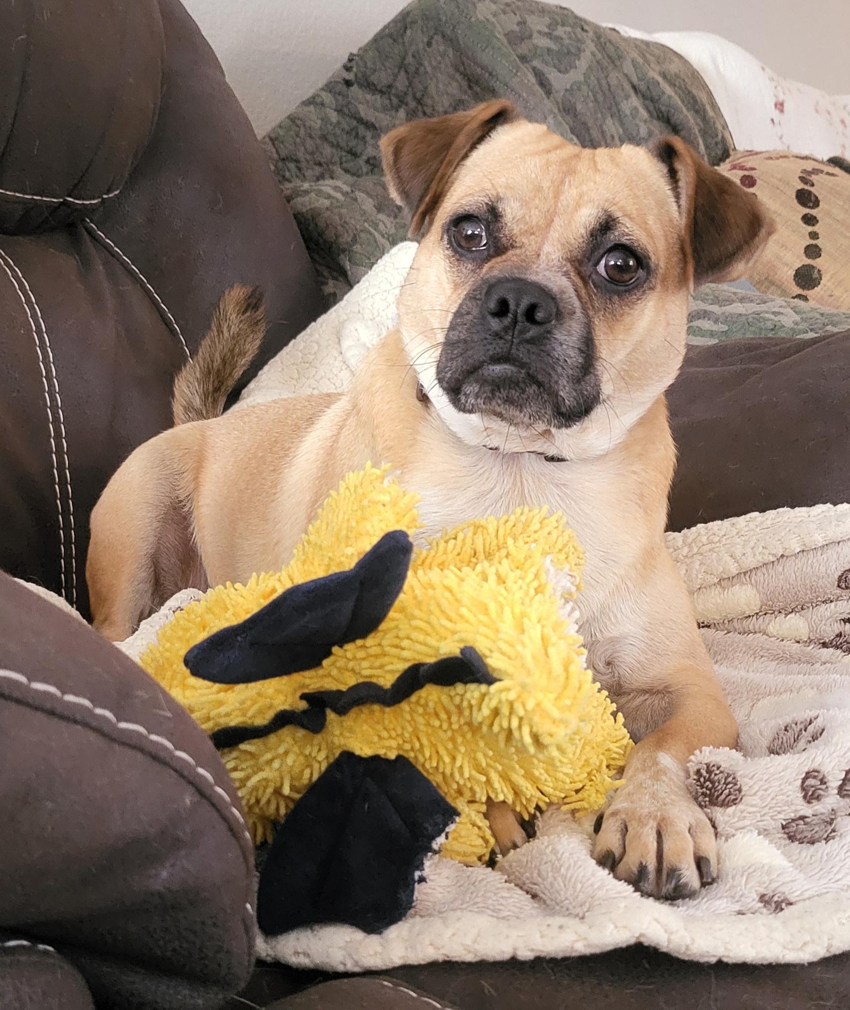 Freeway " Pug Mix Male Tons of Fun!" photo 2
