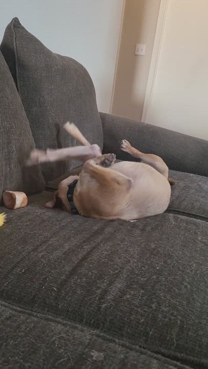 Enlarge Freeway " Pug Mix Male Tons of Fun!", a Adoptable mixed breed in Flower Mound, TX video 4/6