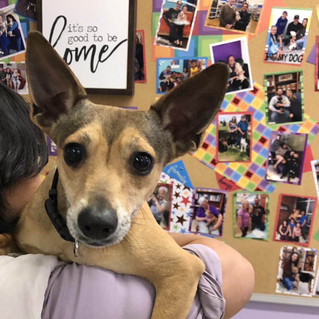 Enlarge Mischa / Poppy, a Adoptable mixed breed in Fresno, CA image 3/4