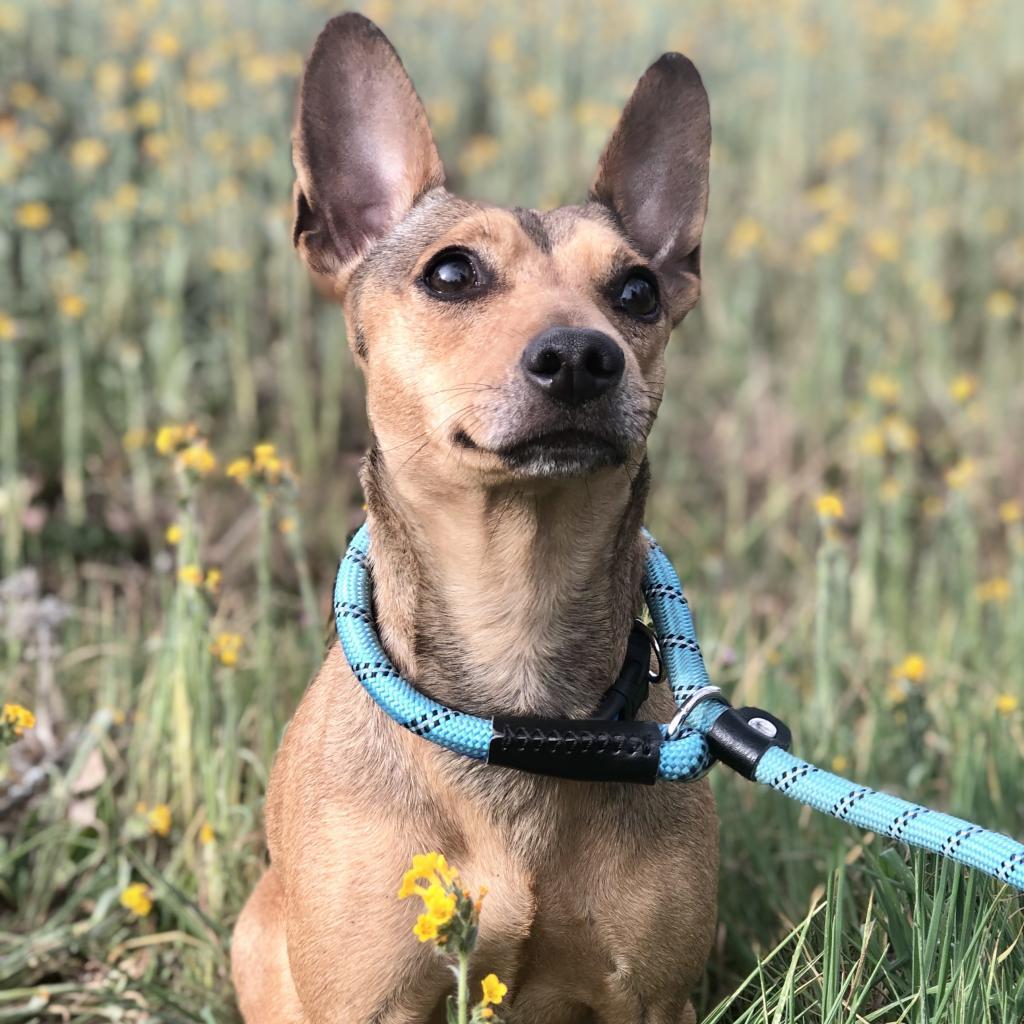 Enlarge Mischa / Poppy, a Adoptable mixed breed in Fresno, CA image 4/4