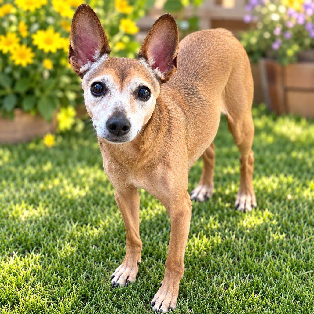 Enlarge Mischa / Poppy, a Adoptable mixed breed in Fresno, CA image 2/4