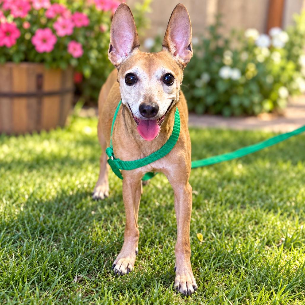 Mischa / Poppy, Adoptable, Senior Female Rat Terrier & Chihuahua.