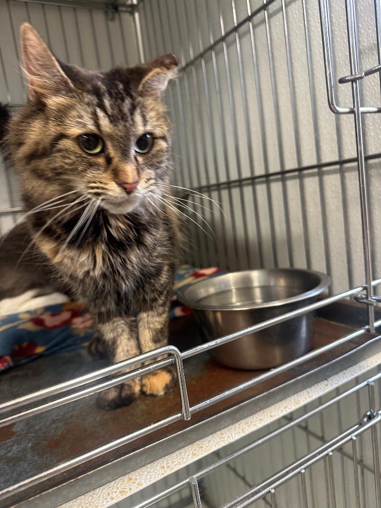 Envy, Adoptable, Senior Female Domestic Short Hair.