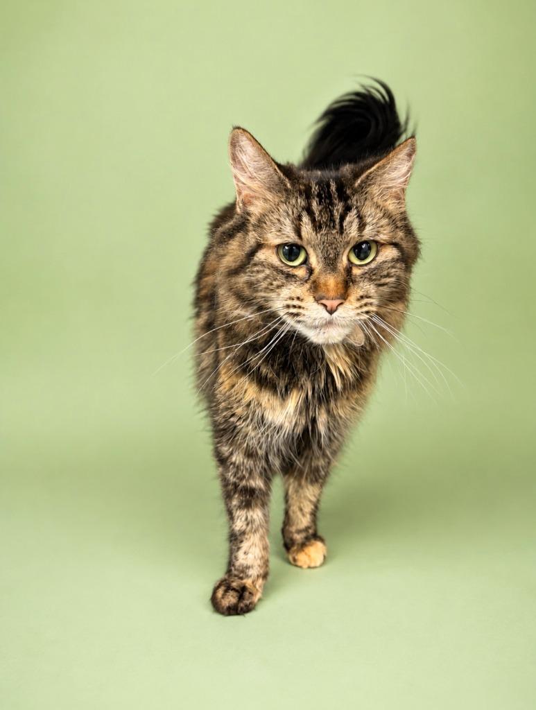Enlarge Envy, a Adoptable mixed breed in Rock Springs, WY image 2/3