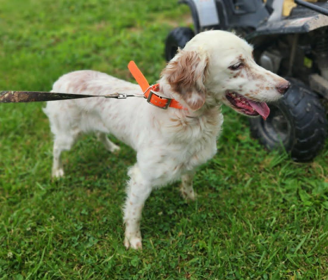 Lulu- URGENT FOSTER NEEDED, a ADOPTABLE English Setter in Wood Dale, IL image 3/3