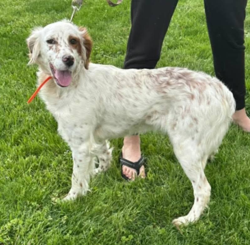 Lulu- URGENT FOSTER NEEDED, a ADOPTABLE English Setter in Wood Dale, IL image 1/3