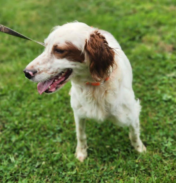 Lulu- URGENT FOSTER NEEDED, a ADOPTABLE English Setter in Wood Dale, IL image 2/3
