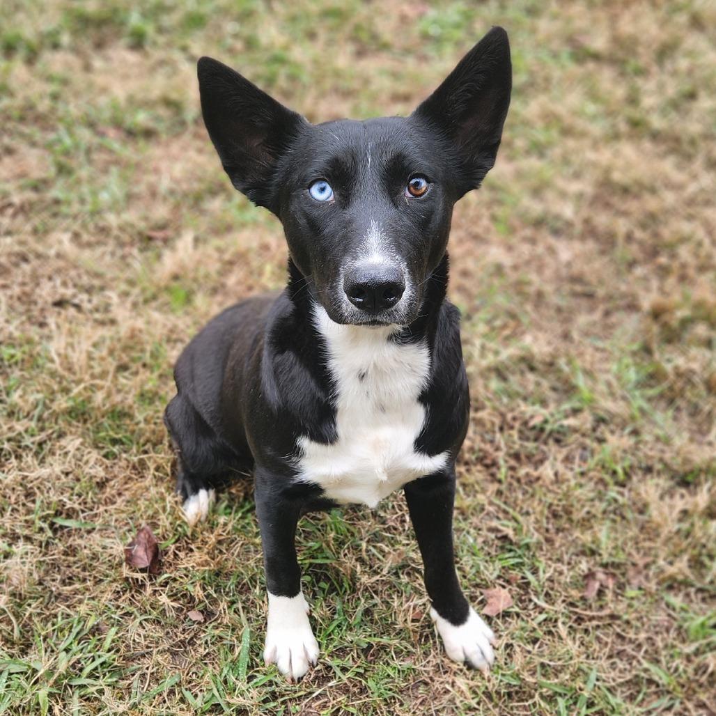 Dolores, a Adoptable mixed breed in Orange, CT image 1/3