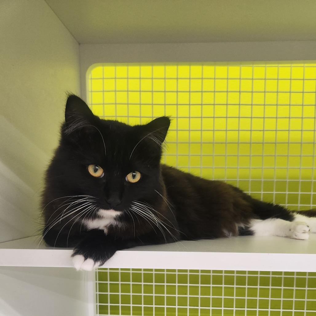 Armani, Adoptable, Young Female Domestic Long Hair.