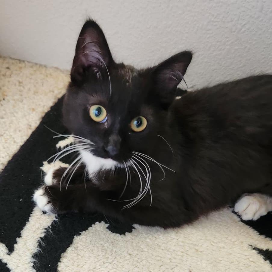 Enlarge Armani, a Adoptable Domestic Long Hair in Talent, OR image 1/1