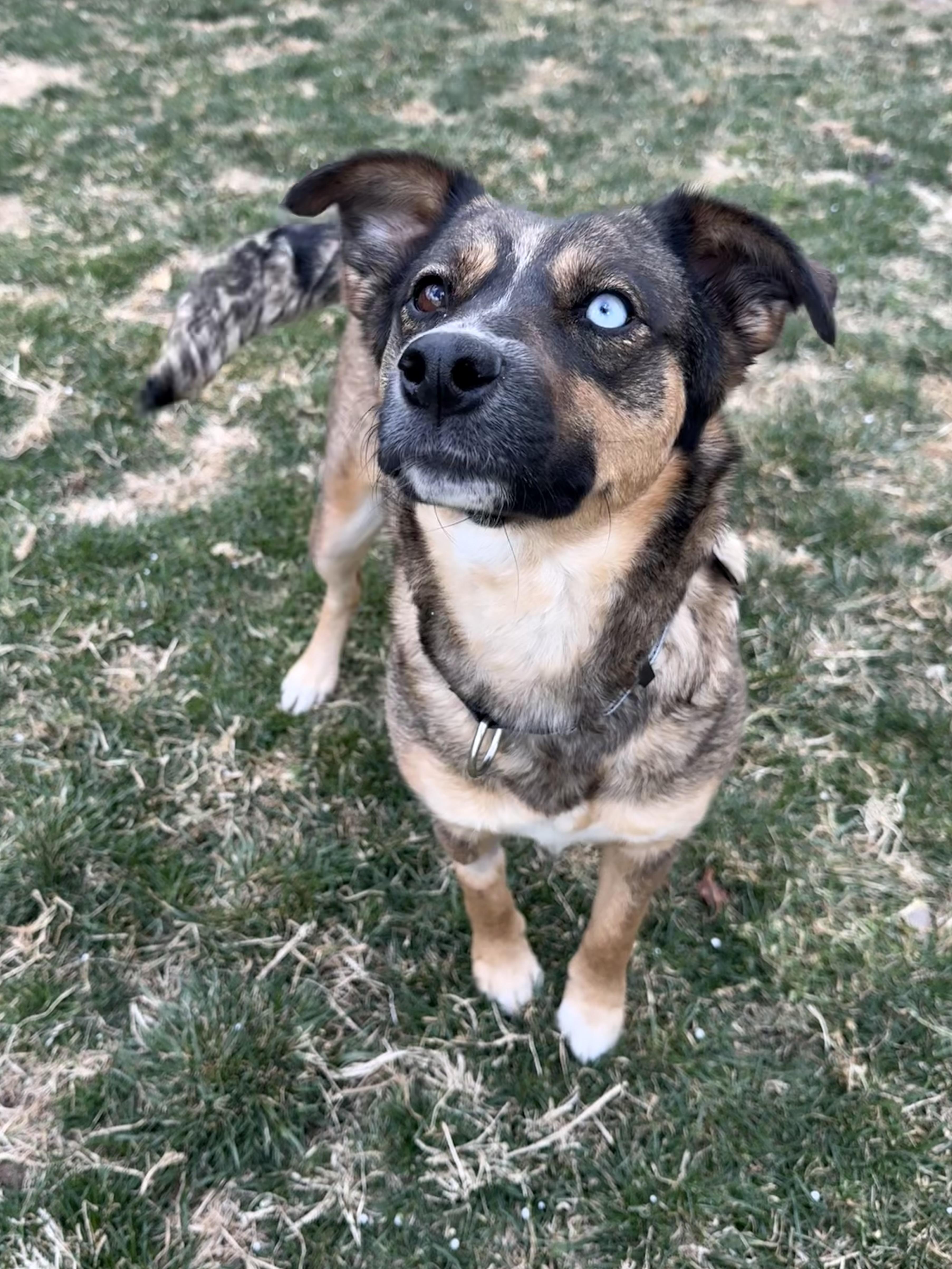 Enlarge Auri, a ADOPTABLE mixed breed in Albuquerque, NM image 2/4