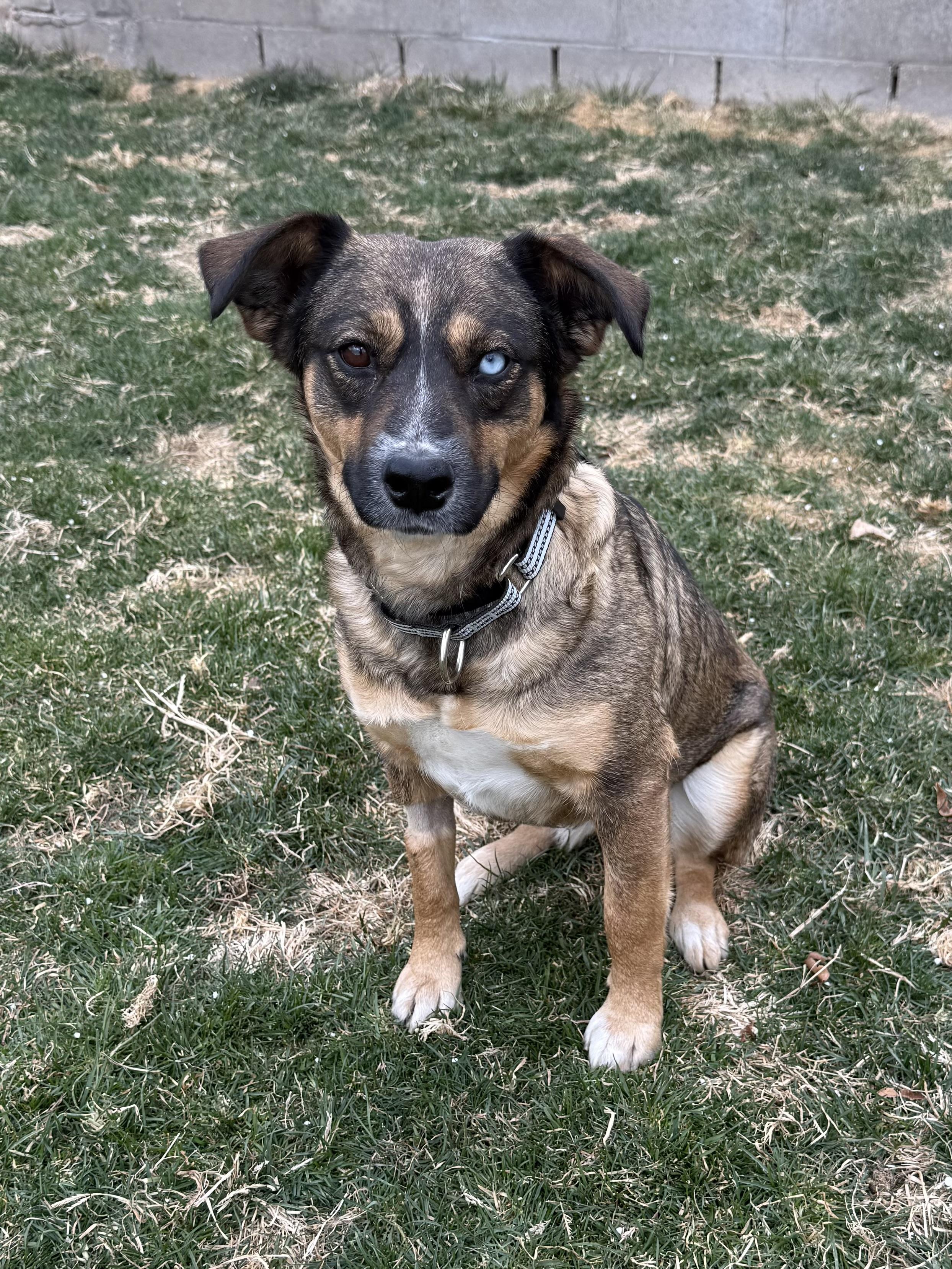 Enlarge Auri, a ADOPTABLE mixed breed in Albuquerque, NM image 4/4