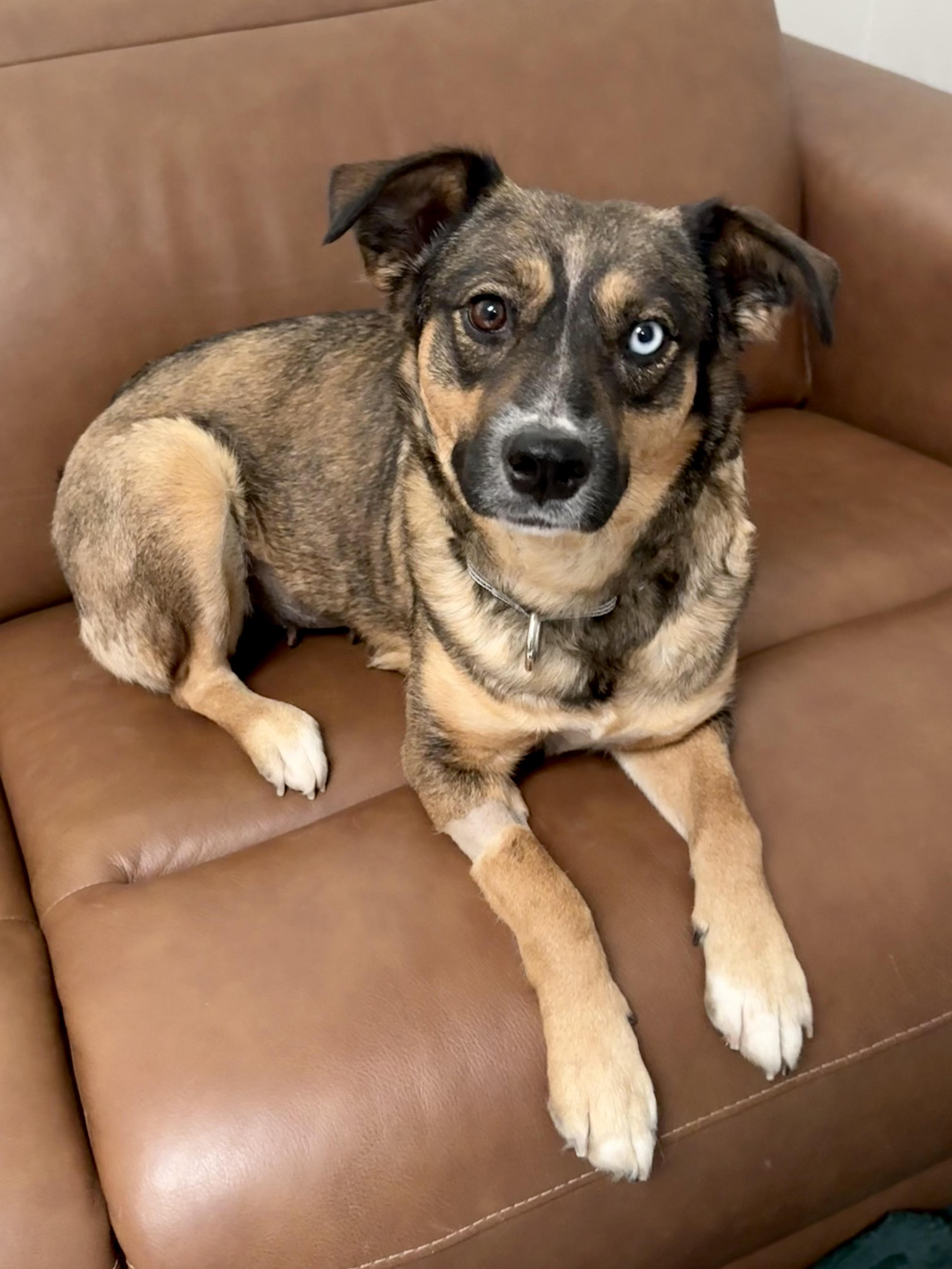 Auri, ADOPTABLE, Adult Female Australian Shepherd.