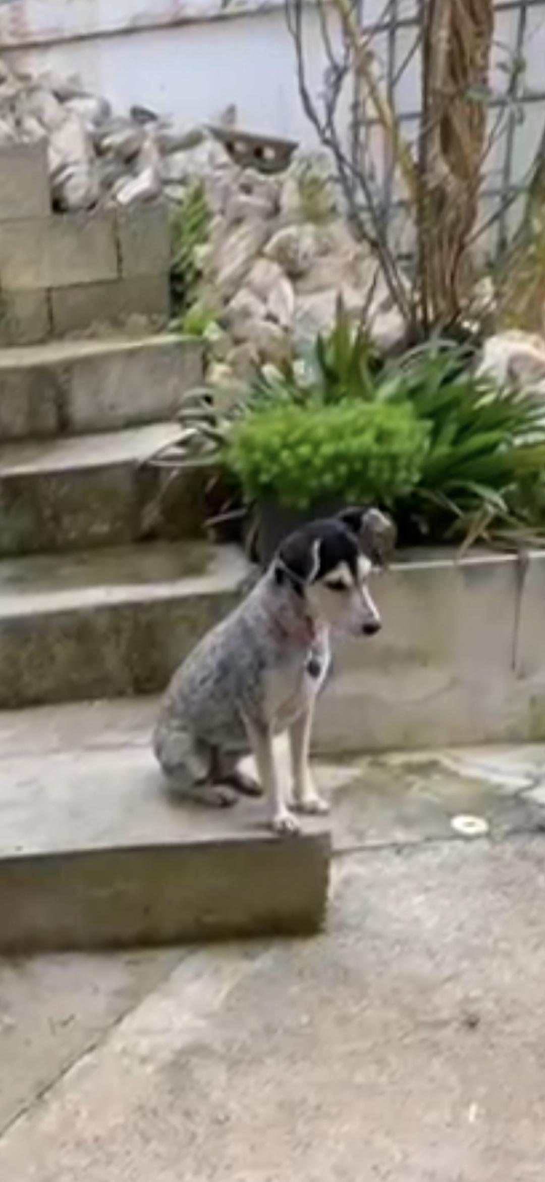 Enlarge Cindy, an adopted mixed breed in New York, NY image 2/6