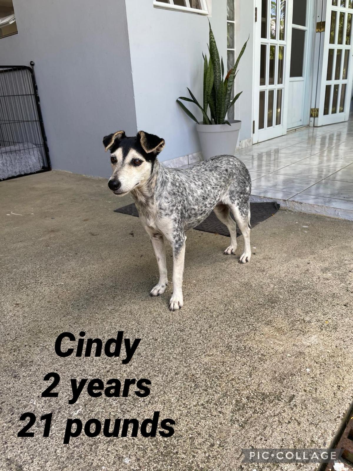 Enlarge Cindy, an adopted mixed breed in New York, NY image 1/6