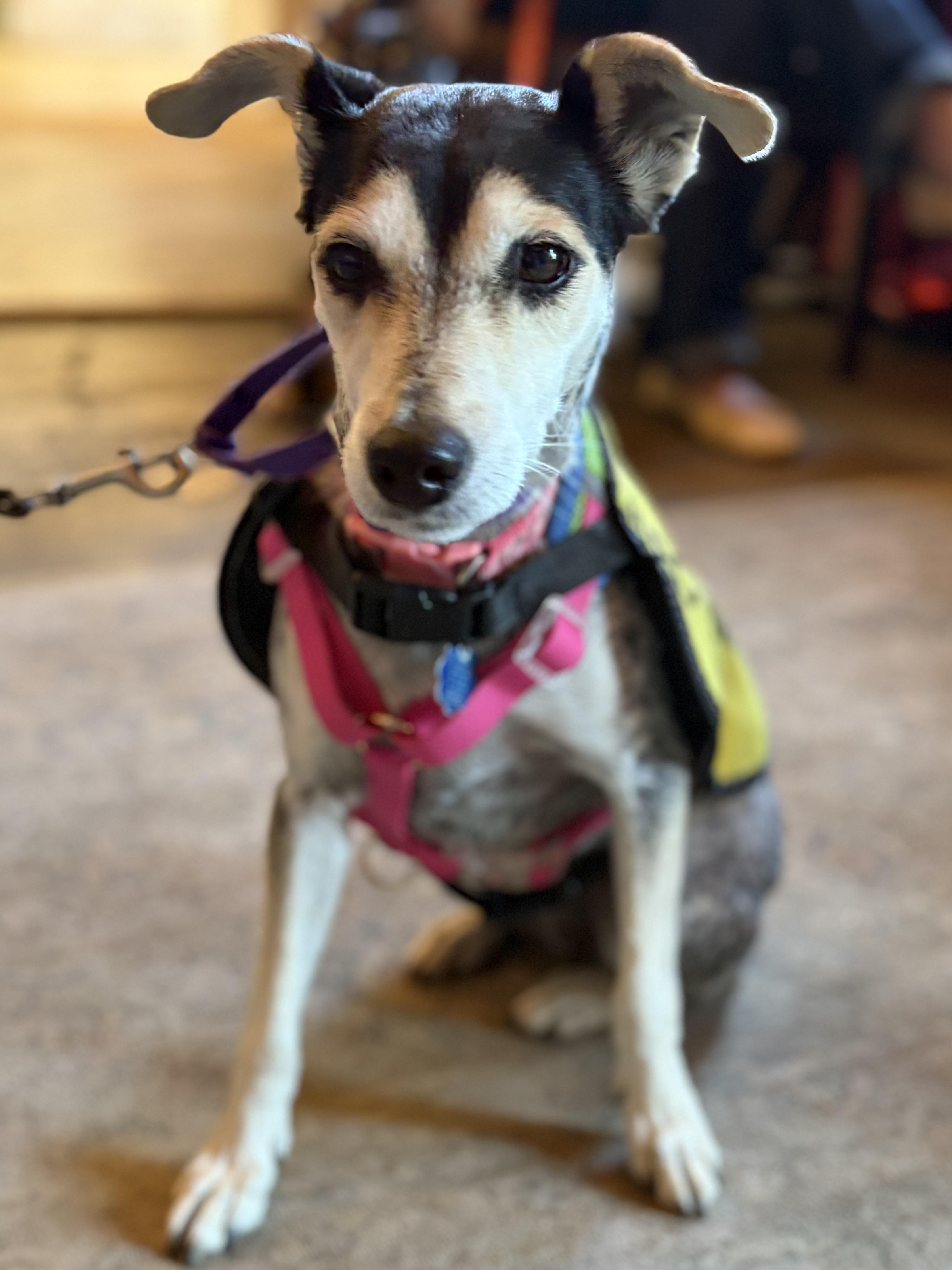 Enlarge Cindy, an adopted mixed breed in New York, NY image 4/6