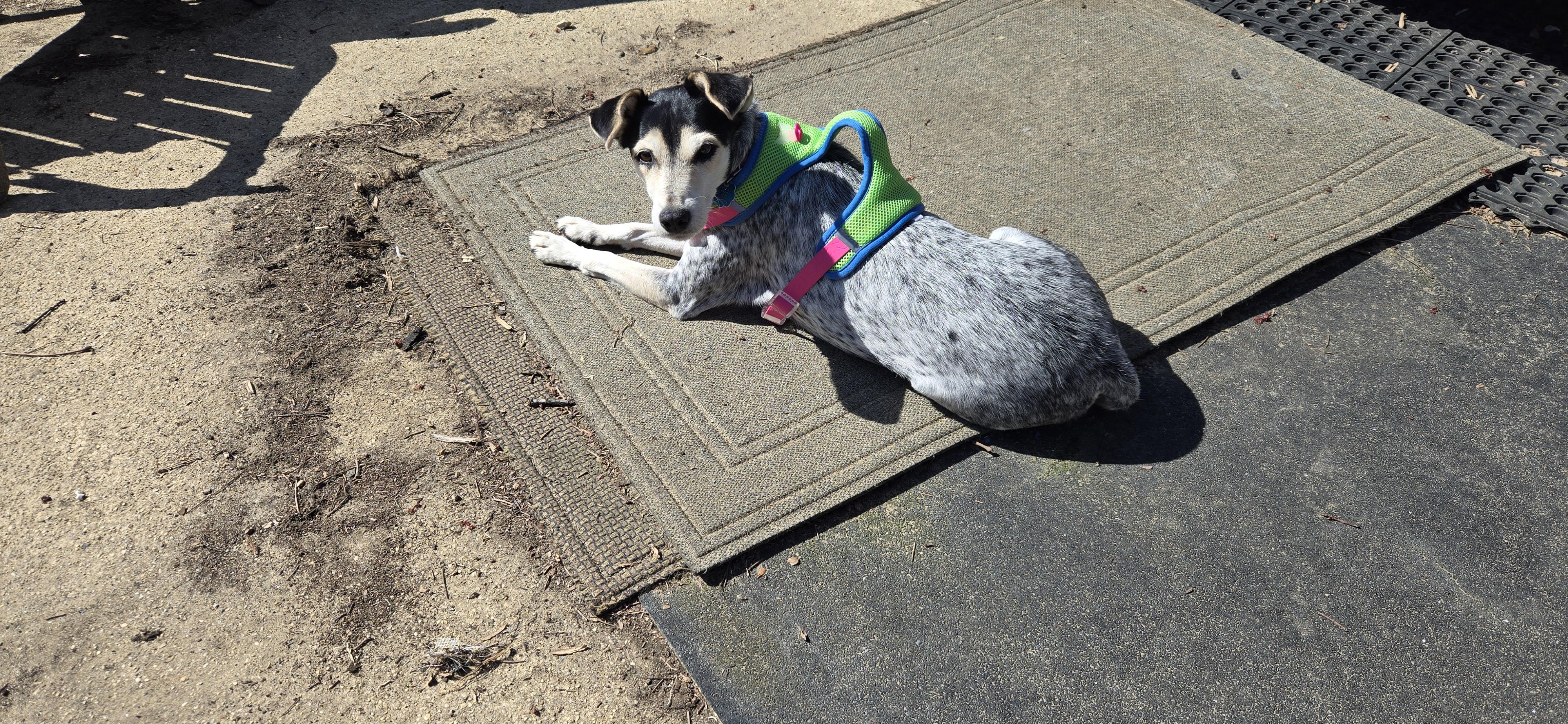 Enlarge Cindy, an adopted mixed breed in New York, NY image 3/6